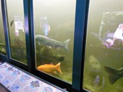 Výlet do ZOO Chleby a Labyrintária Loučeň